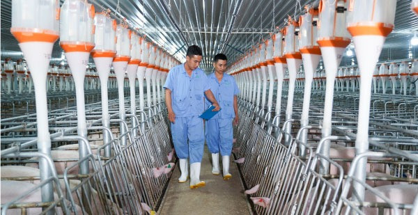 BAF Việt Nam sẽ áp dụng nhiều công nghệ hiện đại vào các ‘chung cư’ 6 tầng dành cho heo. Ảnh: BAF Việt Nam