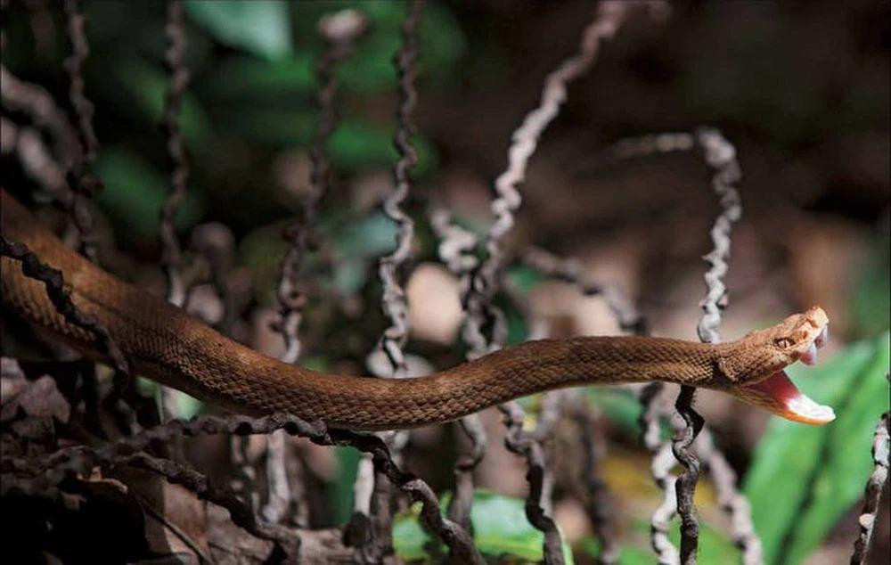 Theo tờ Thetravel, Đảo Rắn không có người ở. Gia đình người canh giữ ngọn hải đăng trên đảo là những người cuối cùng xuất hiện trên đảo là từ năm 1920. Người ta cho rằng rắn đã lẻn vào nhà qua các cửa sổ và giết hại cả gia đình xấu số.