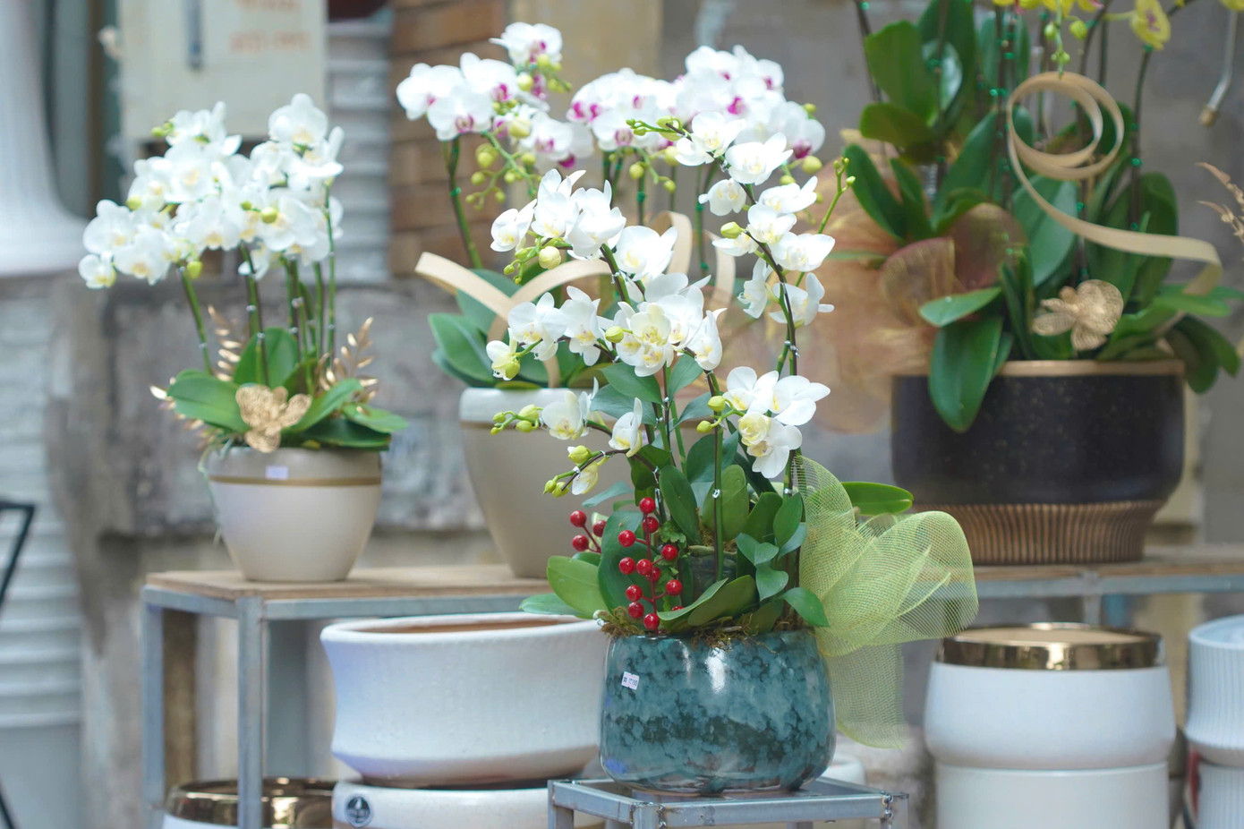 Các cây bonsai hay giỏ lan cao cấp có thể lên đến hàng chục triệu đồng phù hợp với những nhà có không gian lớn.