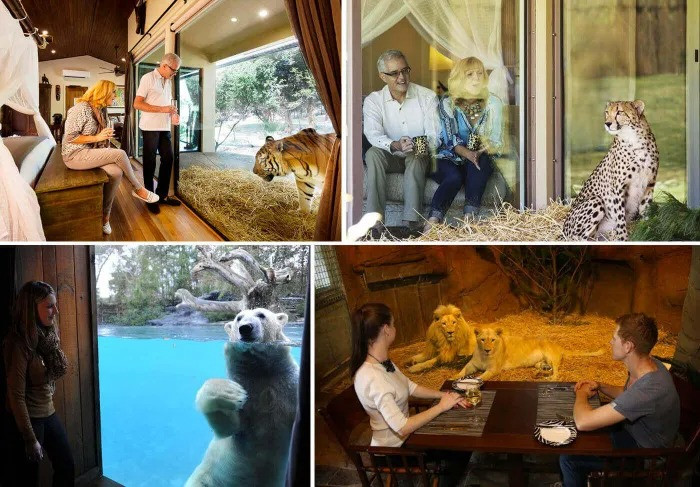 Trào lưu nghỉ dưỡng cùng động vật hoang dã đang thịnh hành ở Úc. Ảnh: Tripadvisor. Trào lưu nghỉ dưỡng cùng động vật hoang dã đang thịnh hành ở Úc. Ảnh: Tripadvisor.