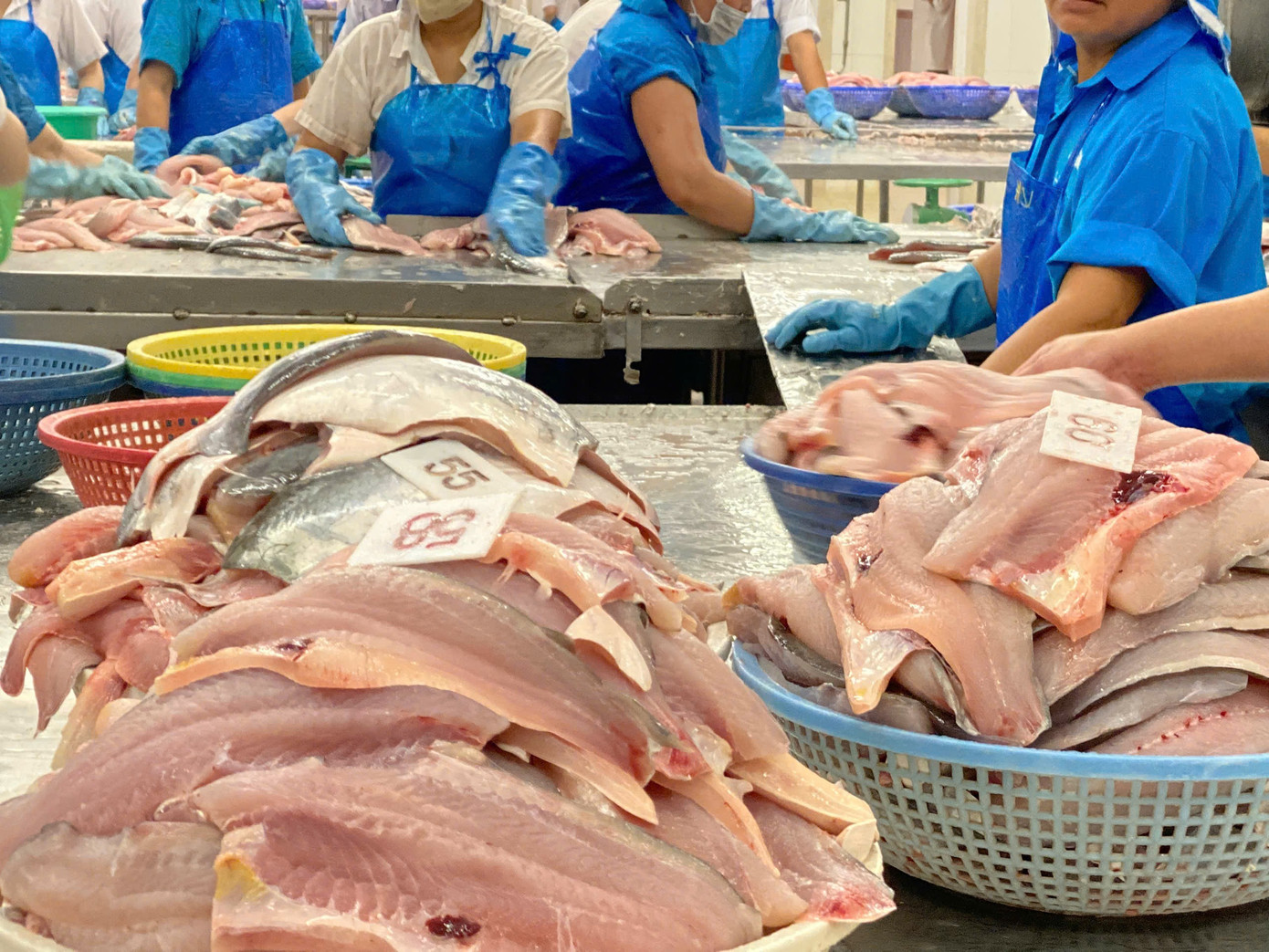 Xuất khẩu cá tra Việt Nam sắp cán đích 2 tỷ USD. Nguồn: VASEP.