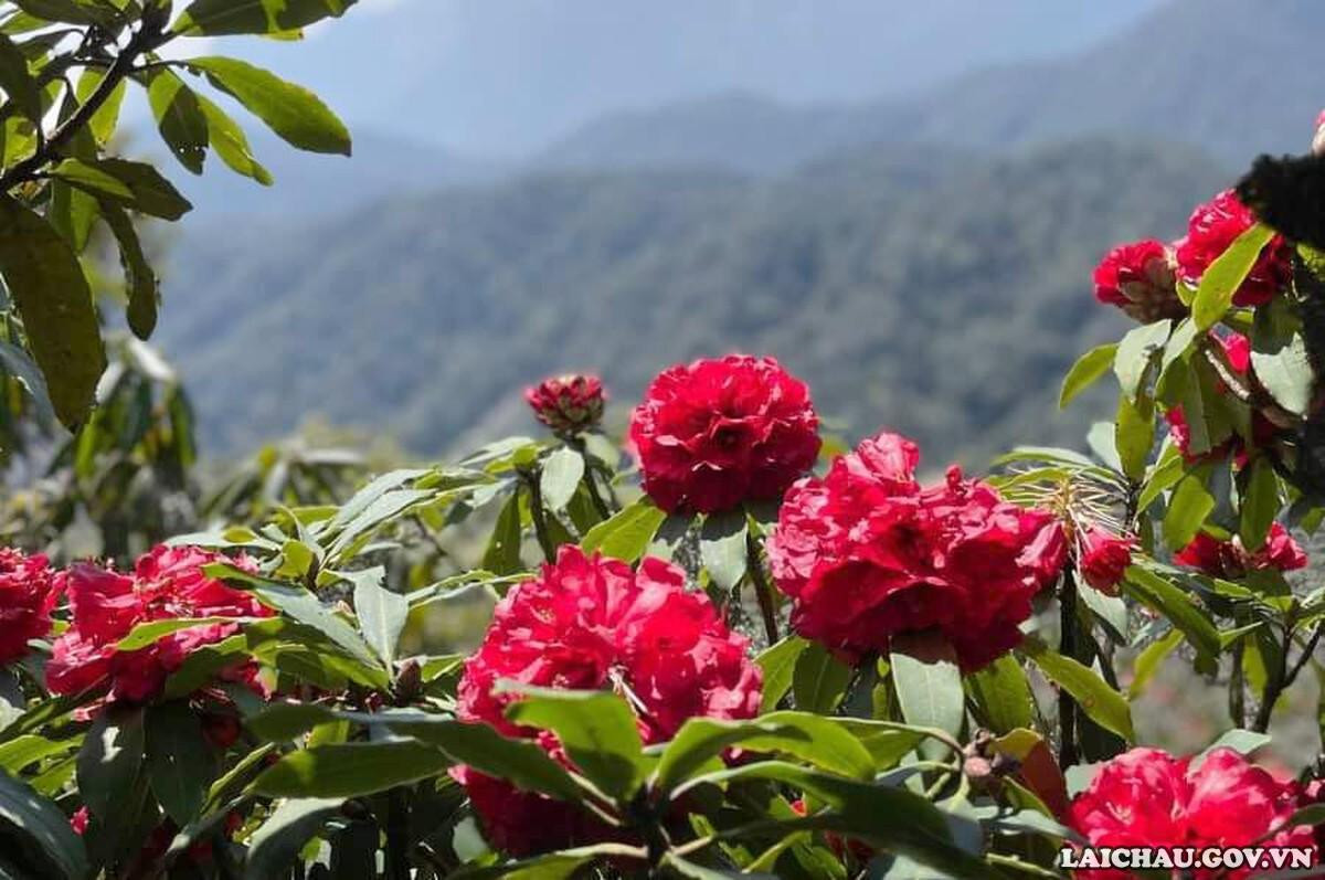 Du khách cho biết, Lai Châu là thủ phủ của hoa đỗ quyên với hơn 30 loại hoa đủ màu sắc.