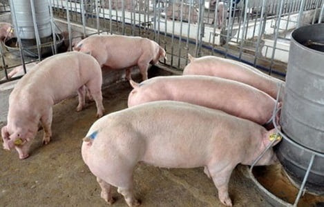 Sản lượng lợn toàn cầu được dự báo giảm trong năm 2025. Ảnh minh họa: IT.