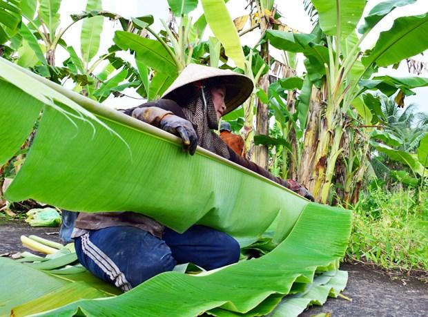 Tại Vườn Quốc gia U Minh Hạ (Cà Mau), hiện có nhiều hộ dân được hỗ trợ sử dụng đất bờ bao để trồng chuối chuyên lấy lá cung cấp cho các cơ sở gói bánh, làm chả khắp các tỉnh đồng bằng sông Cửu Long. Mô hình này giúp cho mỗi hộ có thu nhập đều đặn hơn 200 triệu đồng/năm, góp phần nâng cao đời sống của bà con. Ảnh: Huỳnh Anh - TTXVN