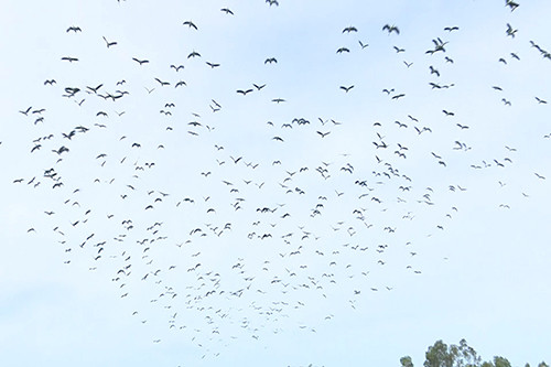 Đàn chim di cư lần đầu xuất hiện ở Quảng Trị ảnh 1