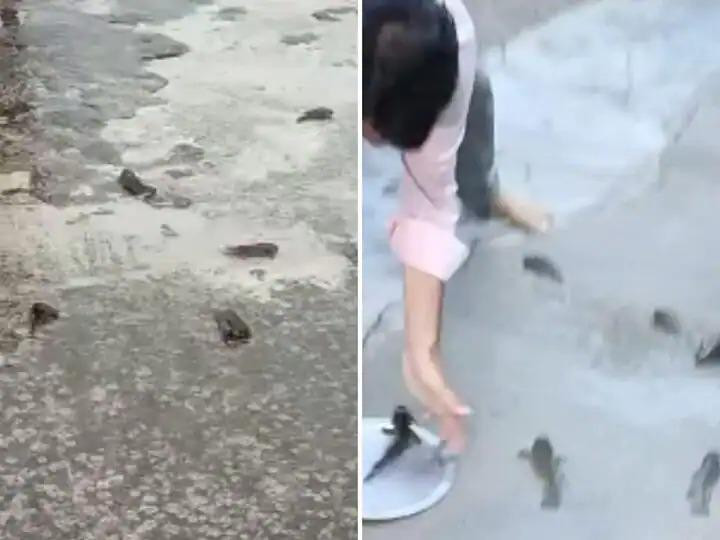 Nhiều người dân địa phương đã đổ xô đi bắt cá.