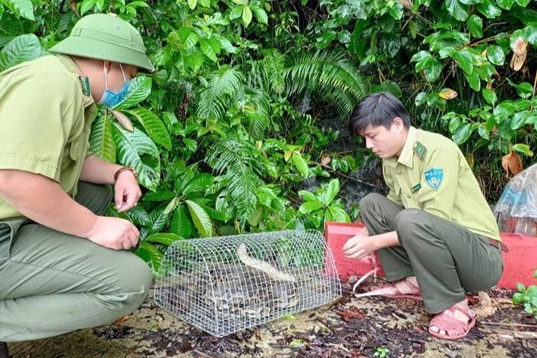Lực lượng kiểm lâm tái thả cá thể trăn đất về môi trường tự nhiên. Lực lượng kiểm lâm tái thả cá thể trăn đất về môi trường tự nhiên.