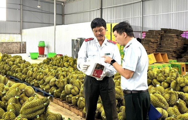 Đoàn kiểm tra tỉnh Đắk Lắk kiểm tra các cơ sở kinh doanh, đóng gói sầu riêng xuất khẩu. Ảnh: Huỳnh Thủy. Đoàn kiểm tra tỉnh Đắk Lắk kiểm tra các cơ sở kinh doanh, đóng gói sầu riêng xuất khẩu. Ảnh: Huỳnh Thủy.