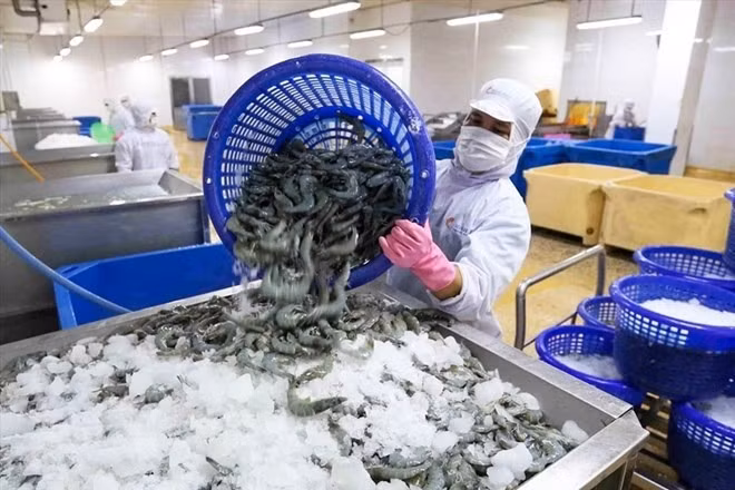 Chương trình tín dụng đặc biệt trị giá 100.000 tỷ đồng cho lĩnh vực nông, lâm, thủy sản, kỳ vọng tiếp sức cho hàng triệu hộ sản xuất, doanh nghiệp. Ảnh: VASEP.