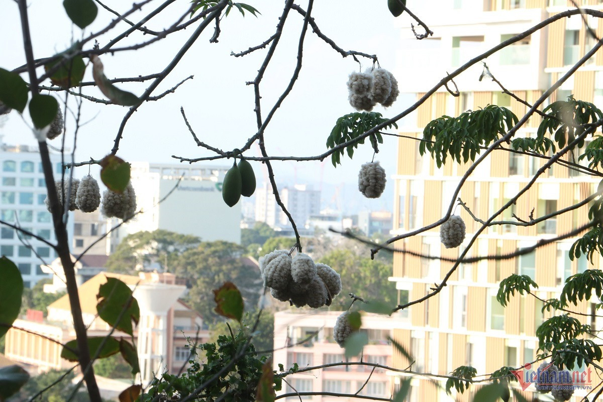 Từng cụm bông treo lơ lửng trên cành, nhìn về hướng thành phố biển Vũng Tàu. (Ảnh: Quang Hưng)