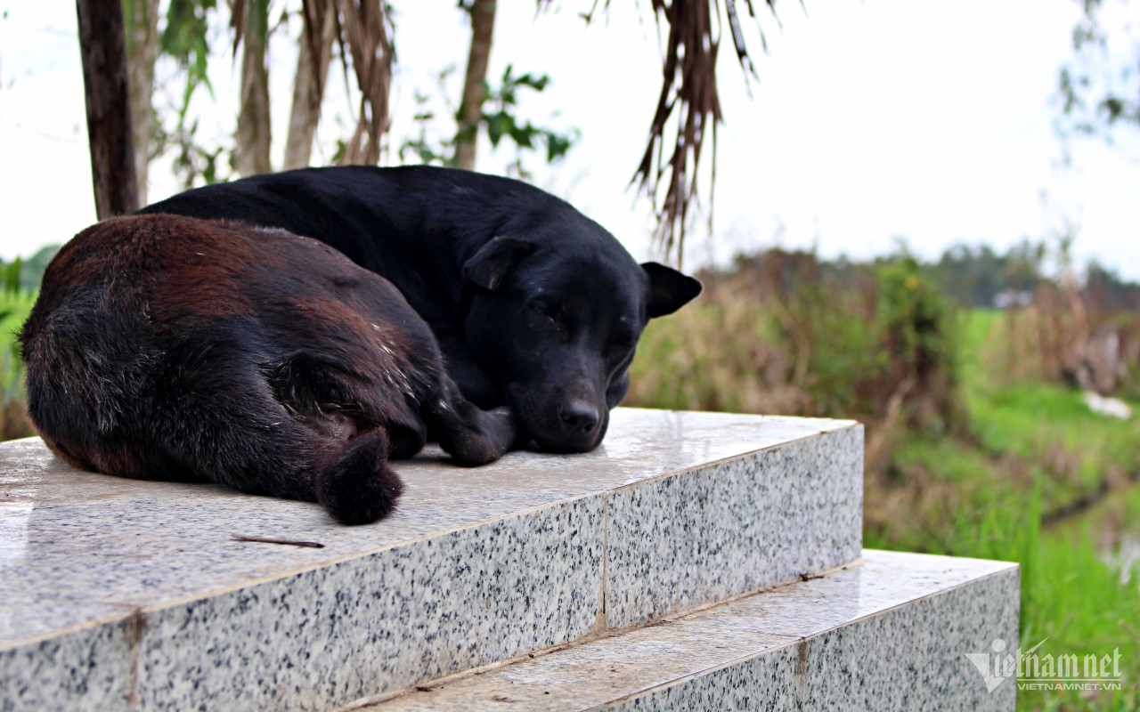 Suốt 6 năm qua, Mino vẫn ra nằm trên ngôi mộ của cậu chủ vắn số. Ảnh: Hà Nguyễn Suốt 6 năm qua, Mino vẫn ra nằm trên ngôi mộ của cậu chủ vắn số. Ảnh: Hà Nguyễn