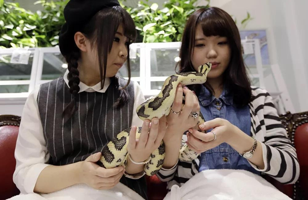 Những cô gái chơi với rắn tại Tokyo’s Snake Center ở Nhật Bản. Ảnh: AP Những cô gái chơi với rắn tại Tokyo’s Snake Center ở Nhật Bản. Ảnh: AP