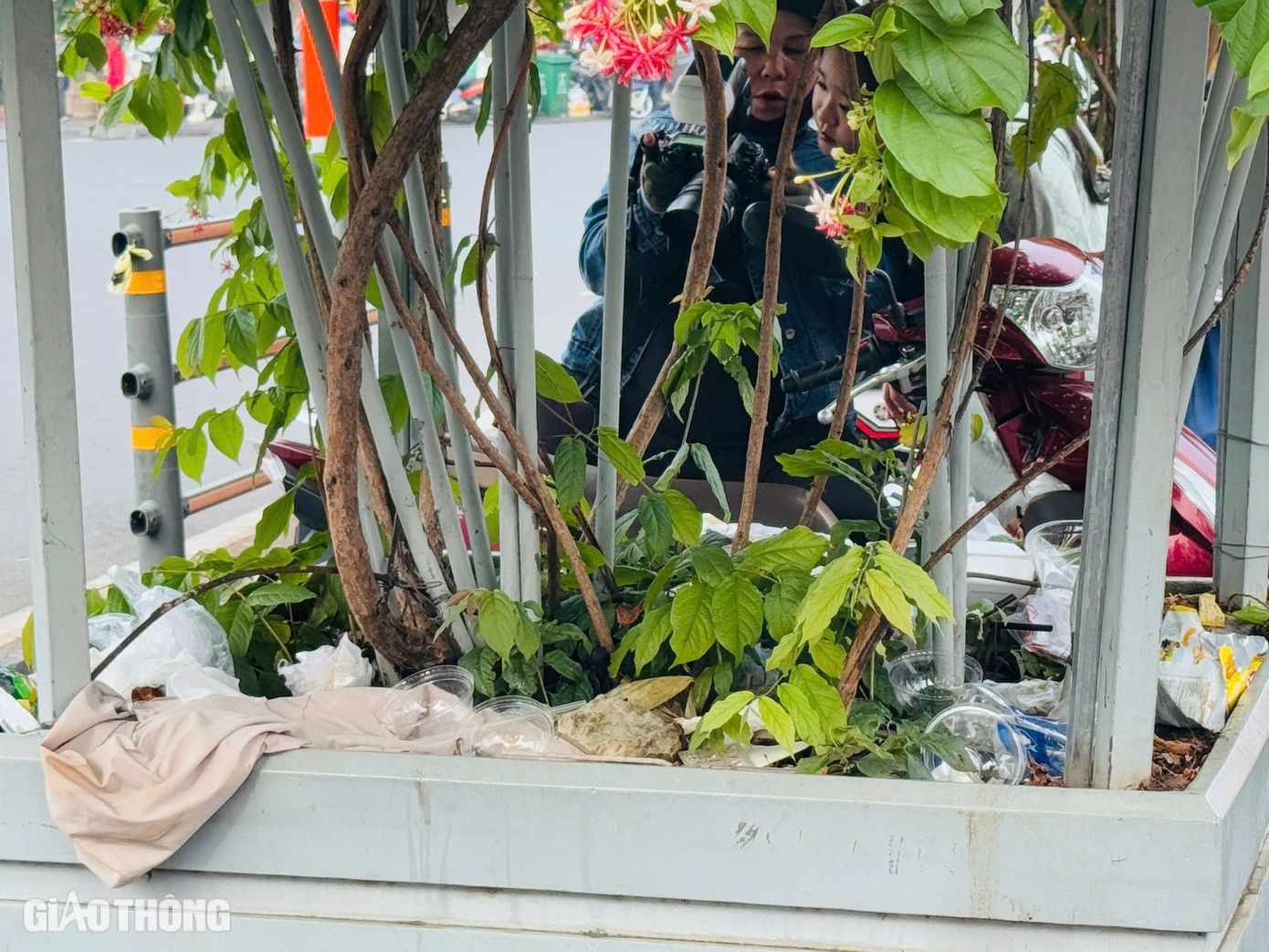 Tất cả các loại bao bóng, hộp đồ ăn - nước uống, vỏ bánh kẹo, thậm chí tã, quần áo, giày dép... bị vứt bỏ trên các chậu cây tạo ra khung cảnh vô cùng nhếch nhác.
