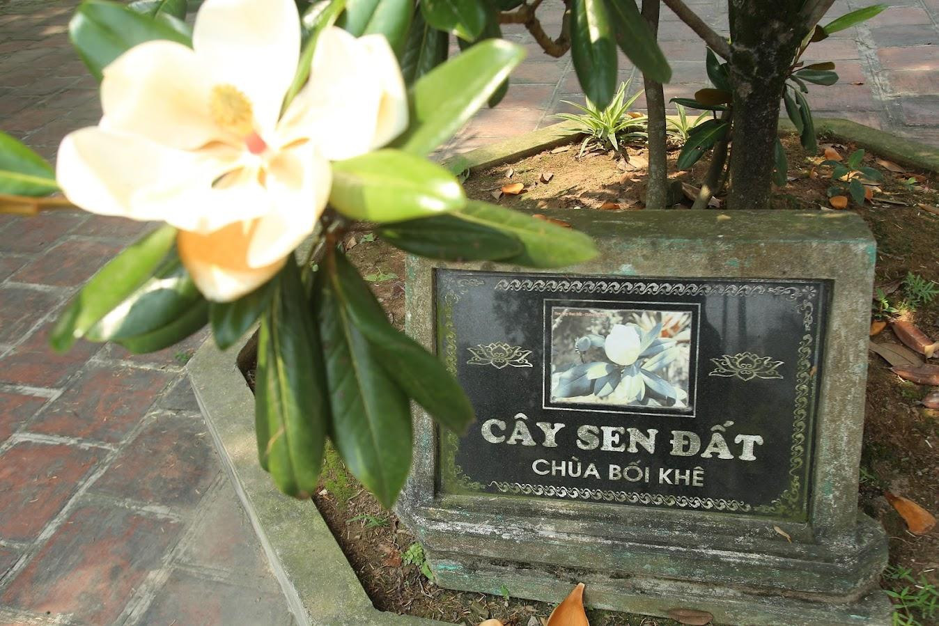 Mùa sen đất nở hoa là vào khoảng tháng 3 âm lịch, hoa trắng rồi dần ngả sang vàng, có hương thơm pha lẫn giữa hoa sen và hoa đại. Đến mùa hoa, cả khoảng sân chùa rộng ngát mùi thơm của hoa. Chỉ duy nhất chùa Bối Khê là có những cây hoa sen đất này.