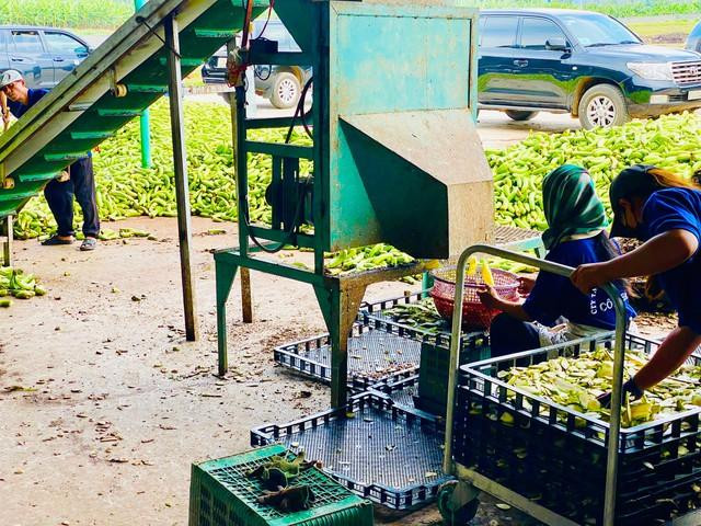 Hình ảnh cắt chuối thải để làm thức ăn chăn nuôi của HAGL. Hình ảnh cắt chuối thải để làm thức ăn chăn nuôi của HAGL.