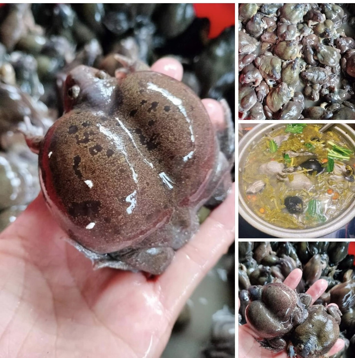 Ếch òn có trứng được bán với giá khá cao, từ 300.000-320.000 đồng/kg. Ảnh: Internet.