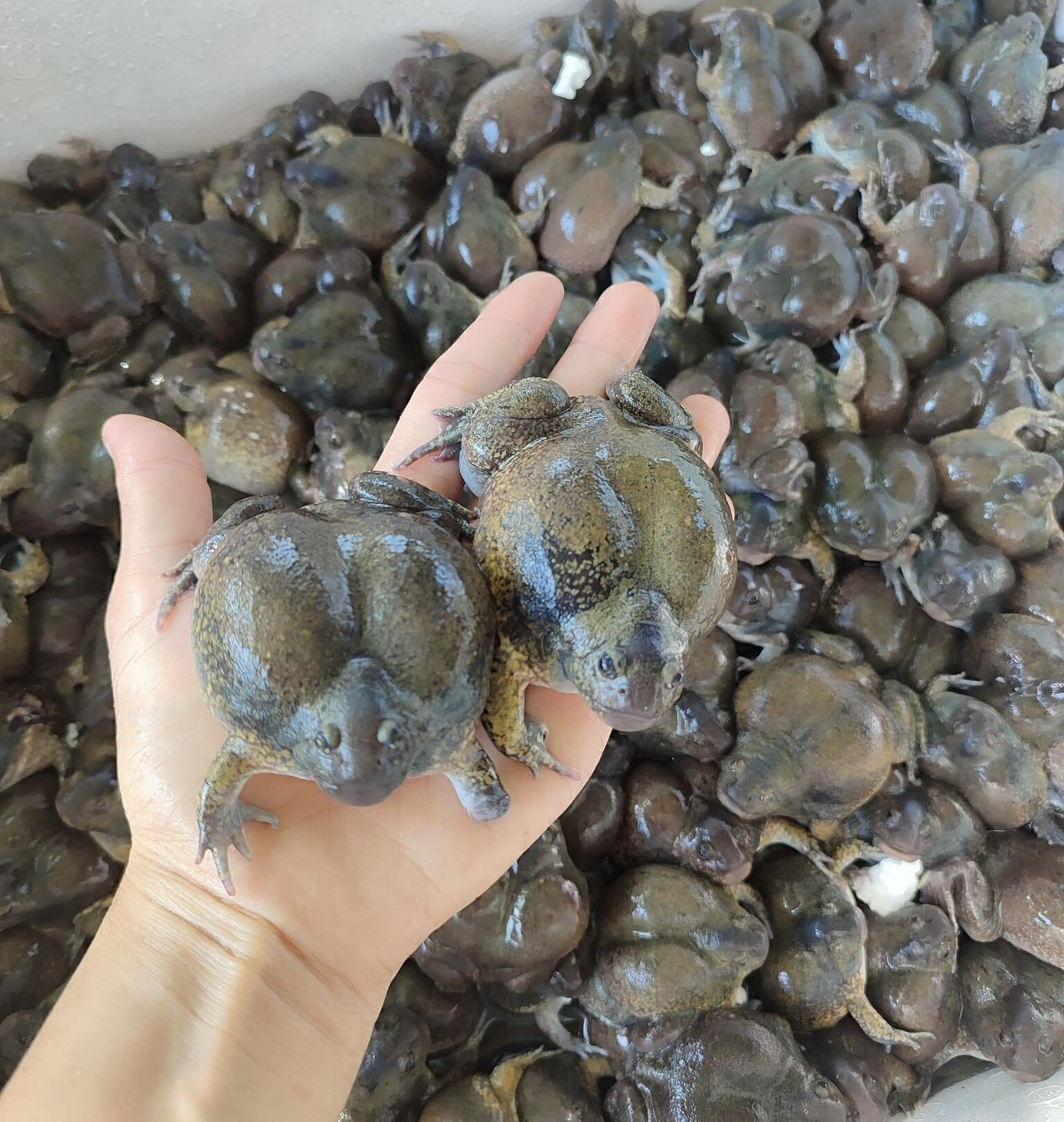 Ếch òn được dân buôn giới thiệu là đặc sản Ninh Thuận, Bình Thuận, mỗi năm chỉ có một mùa. Ảnh: M.E.