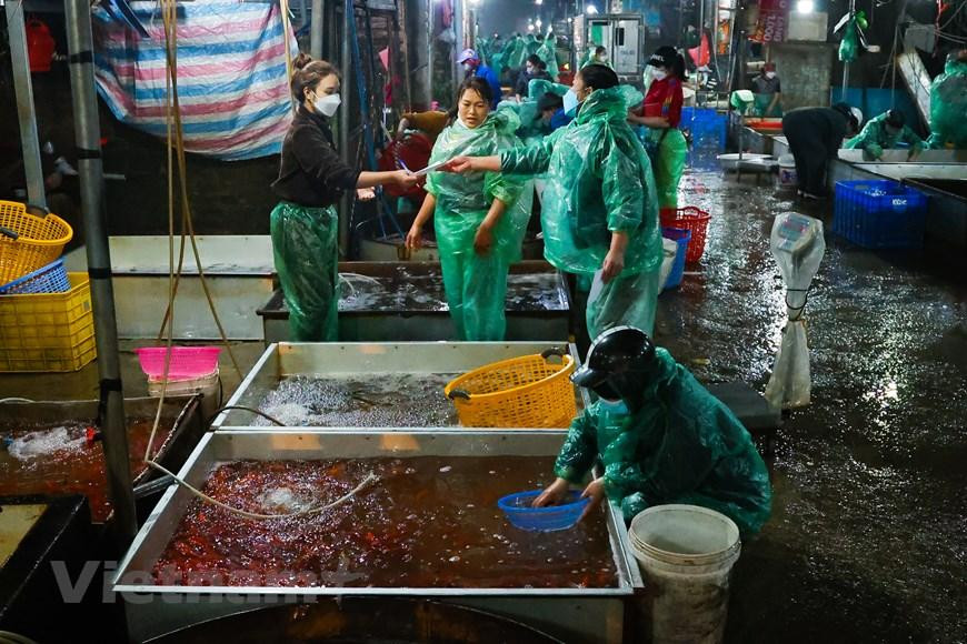 Theo ghi nhận của phóng viên, từ sáng sớm ngày 23/1 (21 tháng Chạp), lượng người mua, bán tại chợ cá đầu mối vô cùng nhộn nhịp. (Minh Hiếu/Vietnam+)