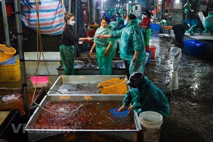Theo ghi nhận của phóng viên, từ sáng sớm ngày 23/1 (21 tháng Chạp), lượng người mua, bán tại chợ cá đầu mối vô cùng nhộn nhịp. (Minh Hiếu/Vietnam+)