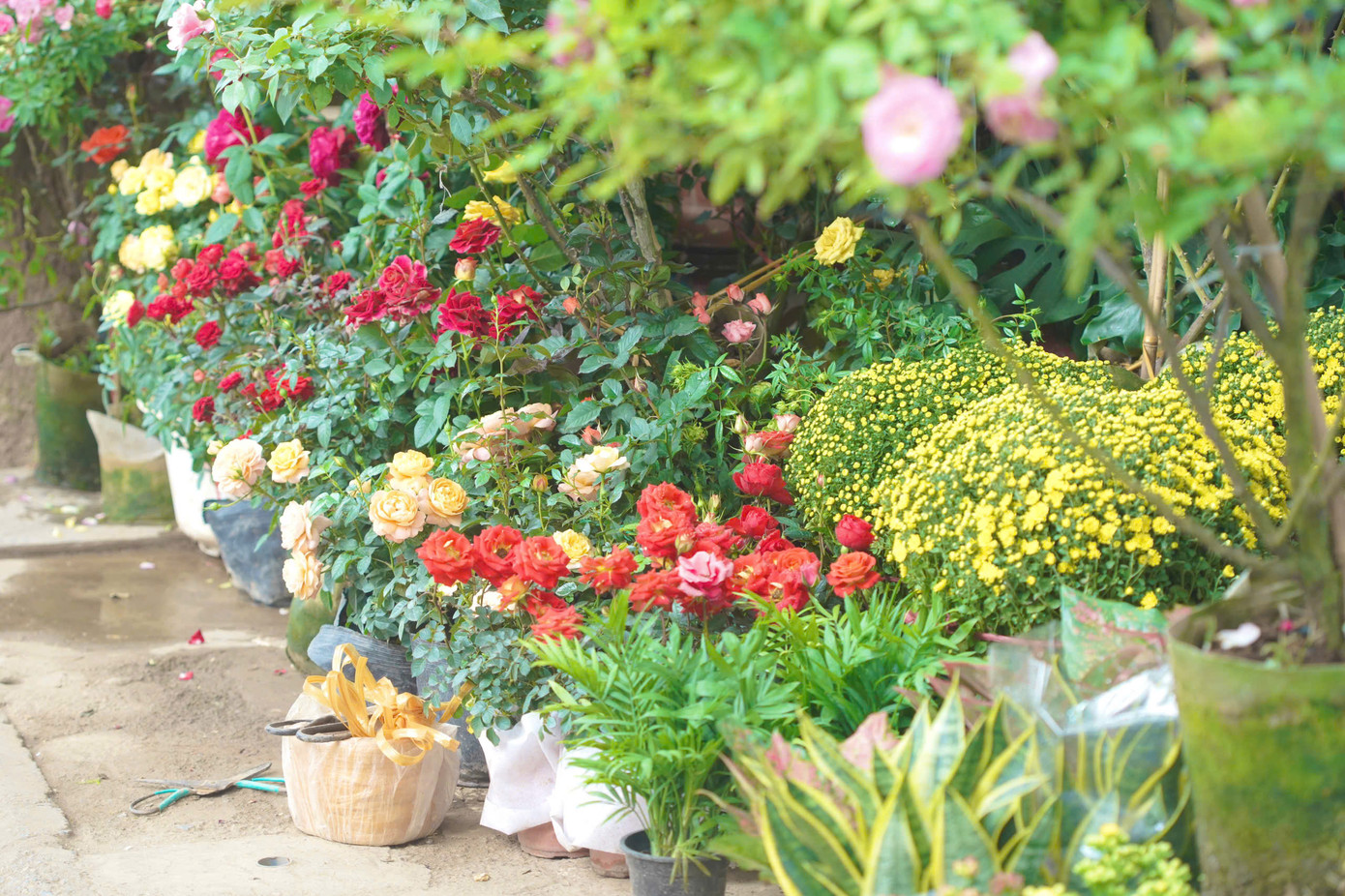 Chợ hoa, cây cảnh truyền thống Hoàng Hoa Thám bắt đầu từ dốc chợ Bưởi và kéo dài đến phố Văn Cao từ lâu đã là điểm đến quen thuộc của người dân Hà Nội yêu hoa, cây cảnh và được biết đến như "phố cây cảnh" của Thủ đô.