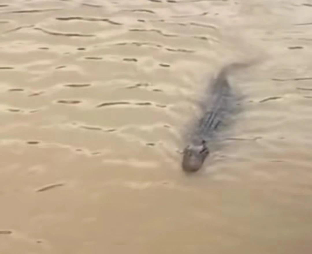 Con cá sấu xuất hiện tại huyện Tân Thạnh, tỉnh Long An (ảnh: KT)