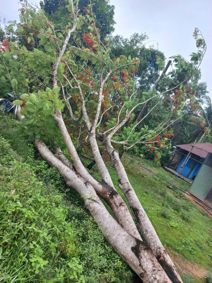 Cây phượng ngã do gió lớn. Nguồn: MXH Cây phượng ngã do gió lớn. Nguồn: MXH