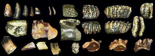 Các mảnh xương, răng được khai quật dưới đáy biển Indonesia bao gồm mảnh hộp sọ của Homo erectus và cả những mảnh xương mà họ đã dùng công cụ để cắt - Ảnh: Quaternary Environments and Humans