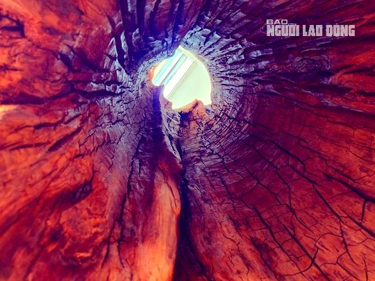 Bên trong gốc sưa này rỗng ruột.