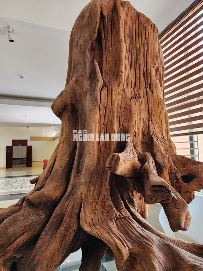 Gốc gỗ sưa "khủng” có tuổi đời ước tính lên tới hàng trăm năm.