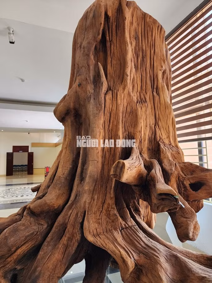 Gốc gỗ sưa "khủng” có tuổi đời ước tính lên tới hàng trăm năm. Gốc gỗ sưa "khủng” có tuổi đời ước tính lên tới hàng trăm năm.
