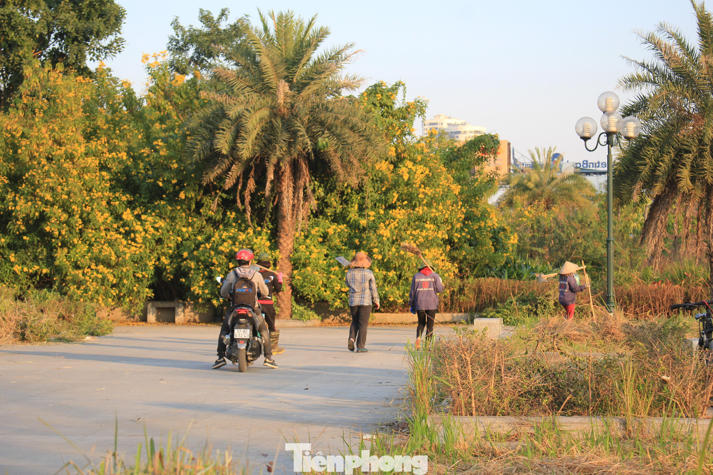 Các bụi hoa dã quỳ trong công viên sau khi được cắt tỉa thu hút nhiều người đến chụp ảnh kỷ niệm. Các bụi hoa dã quỳ trong công viên sau khi được cắt tỉa thu hút nhiều người đến chụp ảnh kỷ niệm.