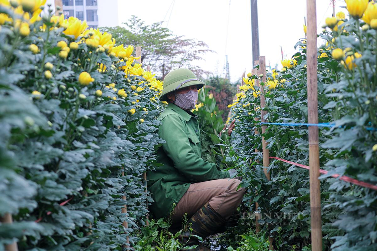 Bác Lâm cho biết: “Năm nay vì dịch Covid-19 nên hoa cúc chủ yếu để chỉ phục vụ nhu cầu cho người dân ở Hà Nội và một số tỉnh lân cận là chủ yếu”. Ảnh: Doãn Nhàn Bác Lâm cho biết: “Năm nay vì dịch Covid-19 nên hoa cúc chủ yếu để chỉ phục vụ nhu cầu cho người dân ở Hà Nội và một số tỉnh lân cận là chủ yếu”. Ảnh: Doãn Nhàn
