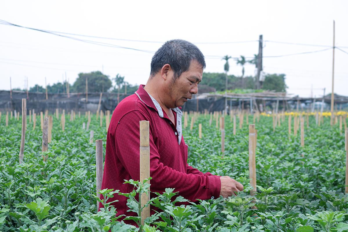 Người trồng hoa làng Tây Tựu tất bật với công việc chăm sóc, tưới tiêu cẩn thận với kỳ vọng có một mùa hoa bội thu. Ảnh: Doãn Nhàn Người trồng hoa làng Tây Tựu tất bật với công việc chăm sóc, tưới tiêu cẩn thận với kỳ vọng có một mùa hoa bội thu. Ảnh: Doãn Nhàn