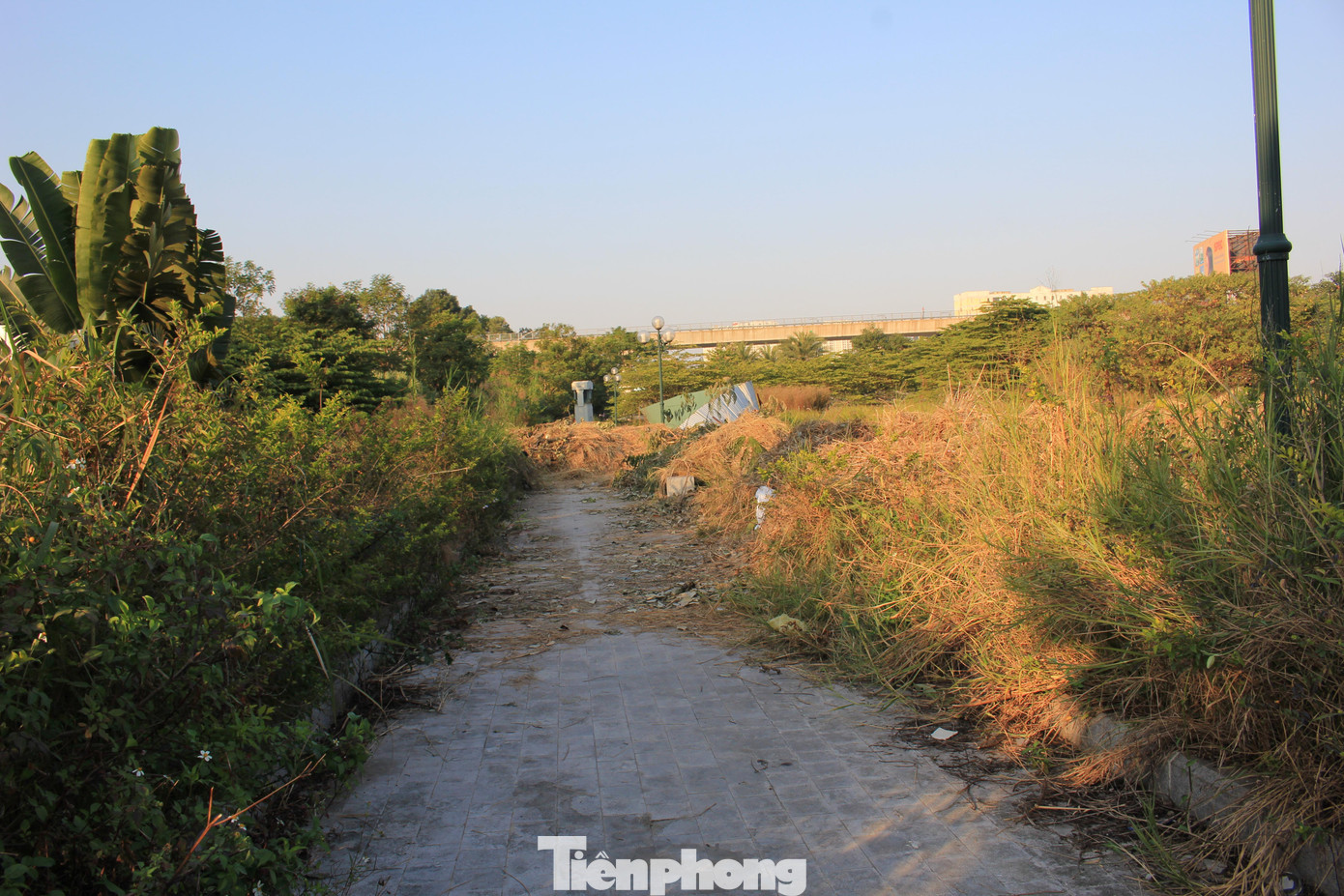 Sau 3 năm đưa vào sử dụng, công viên hồ điều hòa Mai Dịch đến nay liên tục bị người dân phàn nàn về sự hoang tàn và nhếch nhác. Theo đó, cây cối trong công viên vô cùng rậm rạp, che chắn cả lối đi lại nhưng không có người chăm sóc, cắt tỉa.