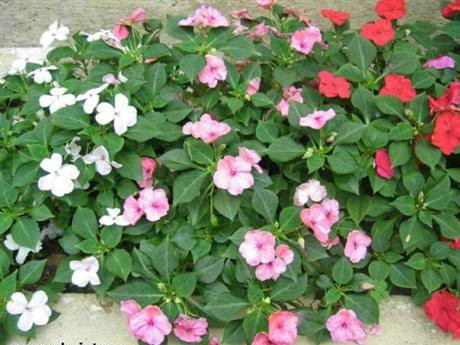 Cây hoa bóng nước