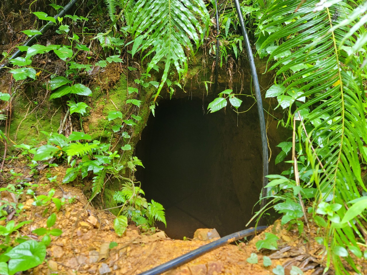 Nhiều vị trí cửa hầm, cỏ mọc che lấp một phần. Nhiều vị trí cửa hầm, cỏ mọc che lấp một phần.