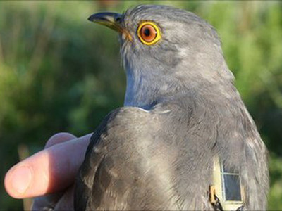 Thiết bị theo dõi GPS gắn trên lưng chim Cúc cu.. Thiết bị theo dõi GPS gắn trên lưng chim Cúc cu.