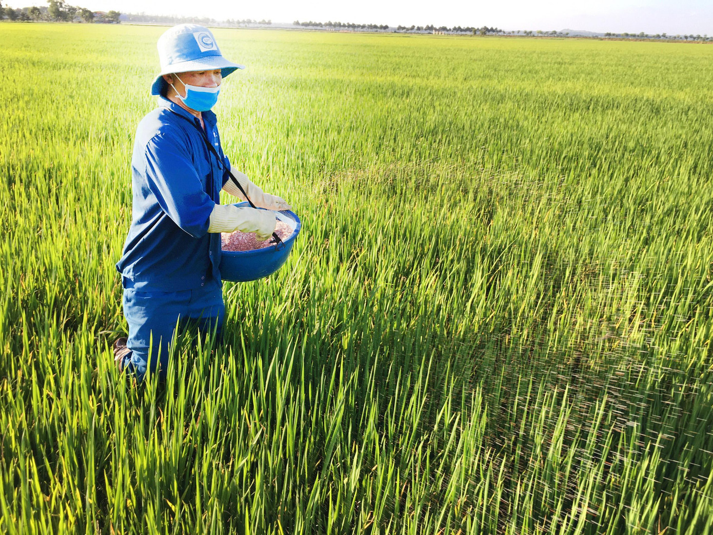 Dự báo thị trường phân bón sẽ có những điều chỉnh trong thời gian tới