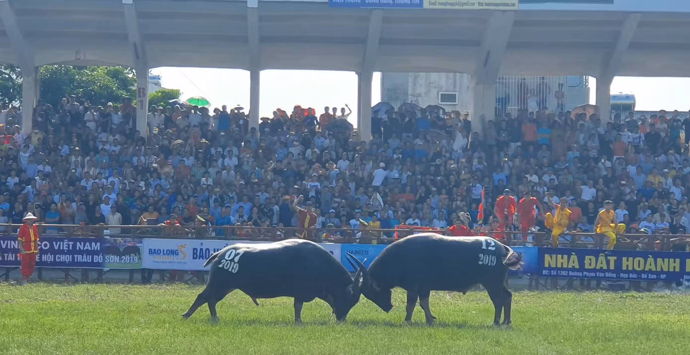 Trâu số 07 vô địch Lễ hội chọi trâu Đồ Sơn năm 2019 ảnh 1
