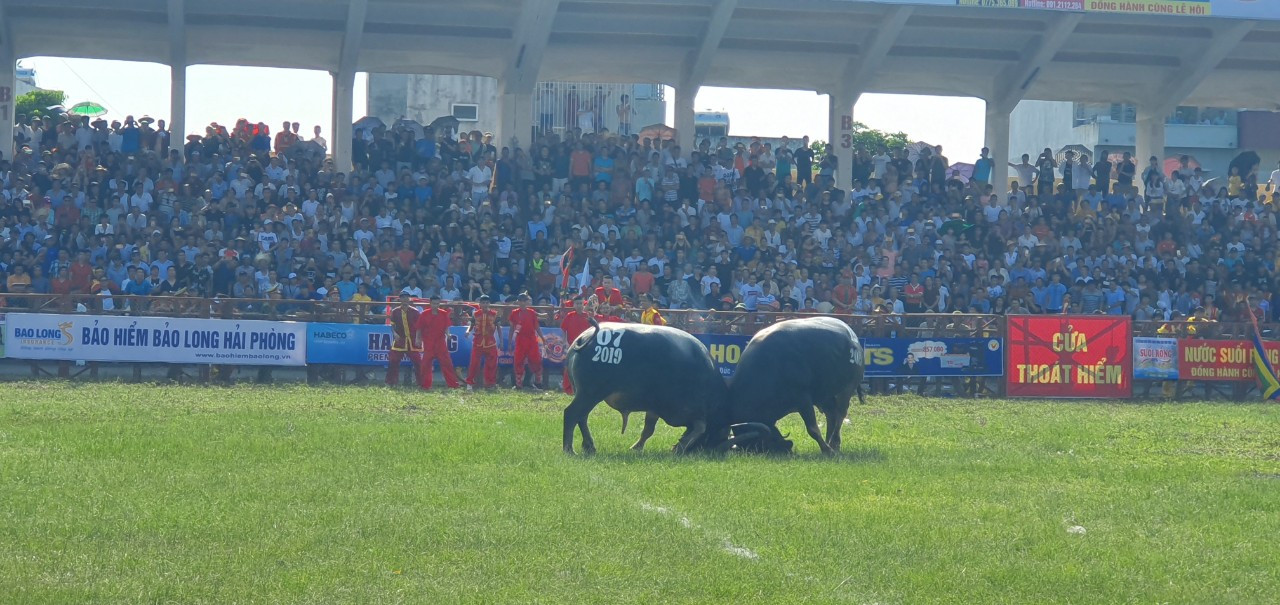 Ngất ngưởng giá thịt trâu chọi Đồ Sơn ảnh 1
