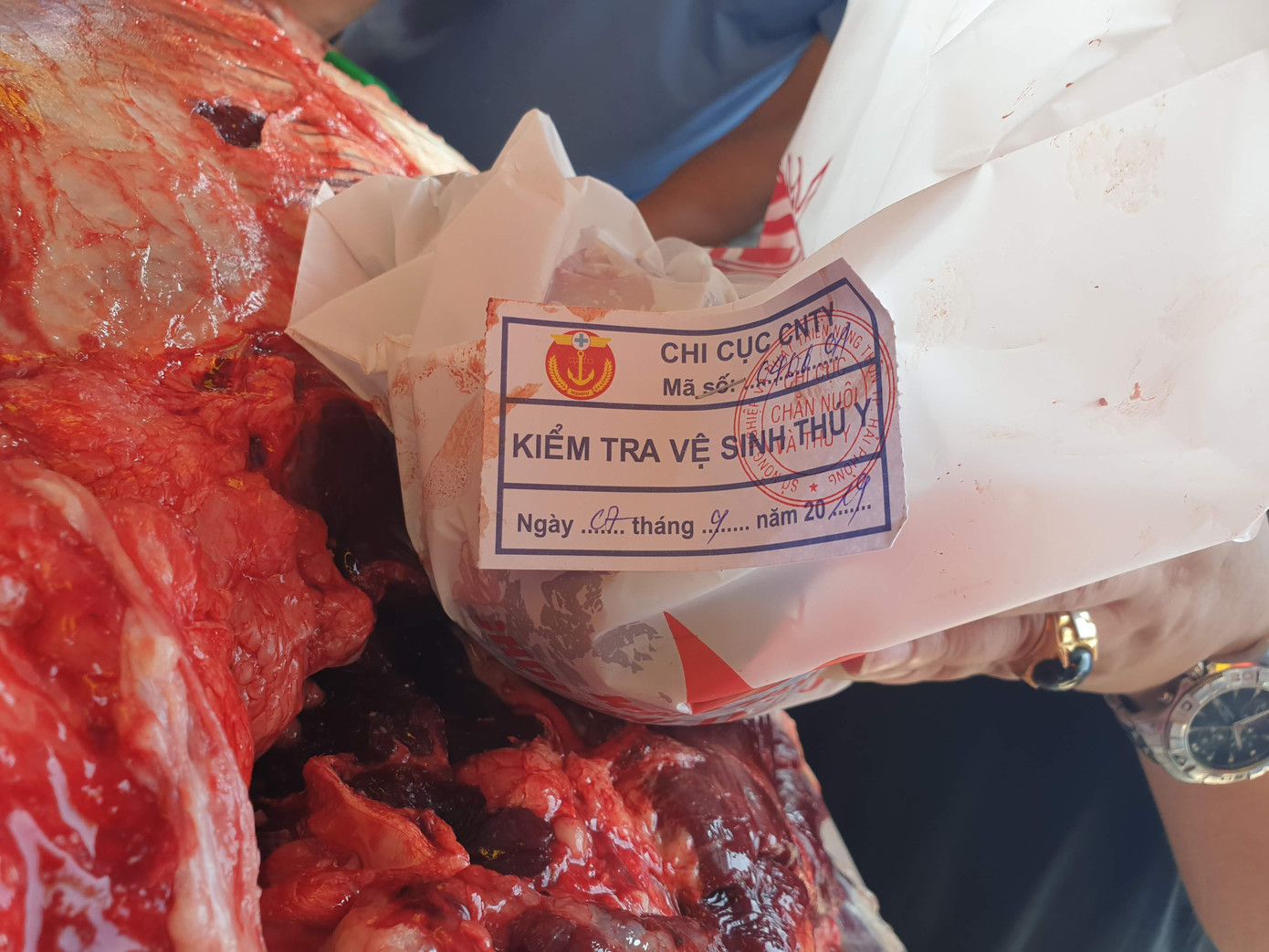 Ngất ngưởng giá thịt trâu chọi Đồ Sơn ảnh 8