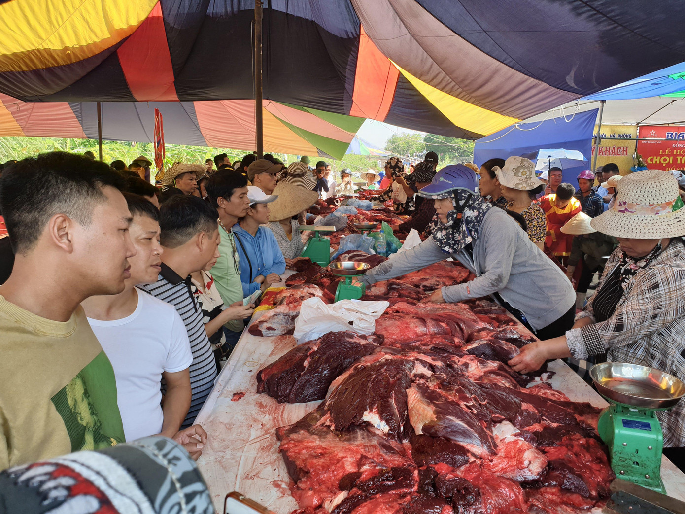 Ngất ngưởng giá thịt trâu chọi Đồ Sơn ảnh 3