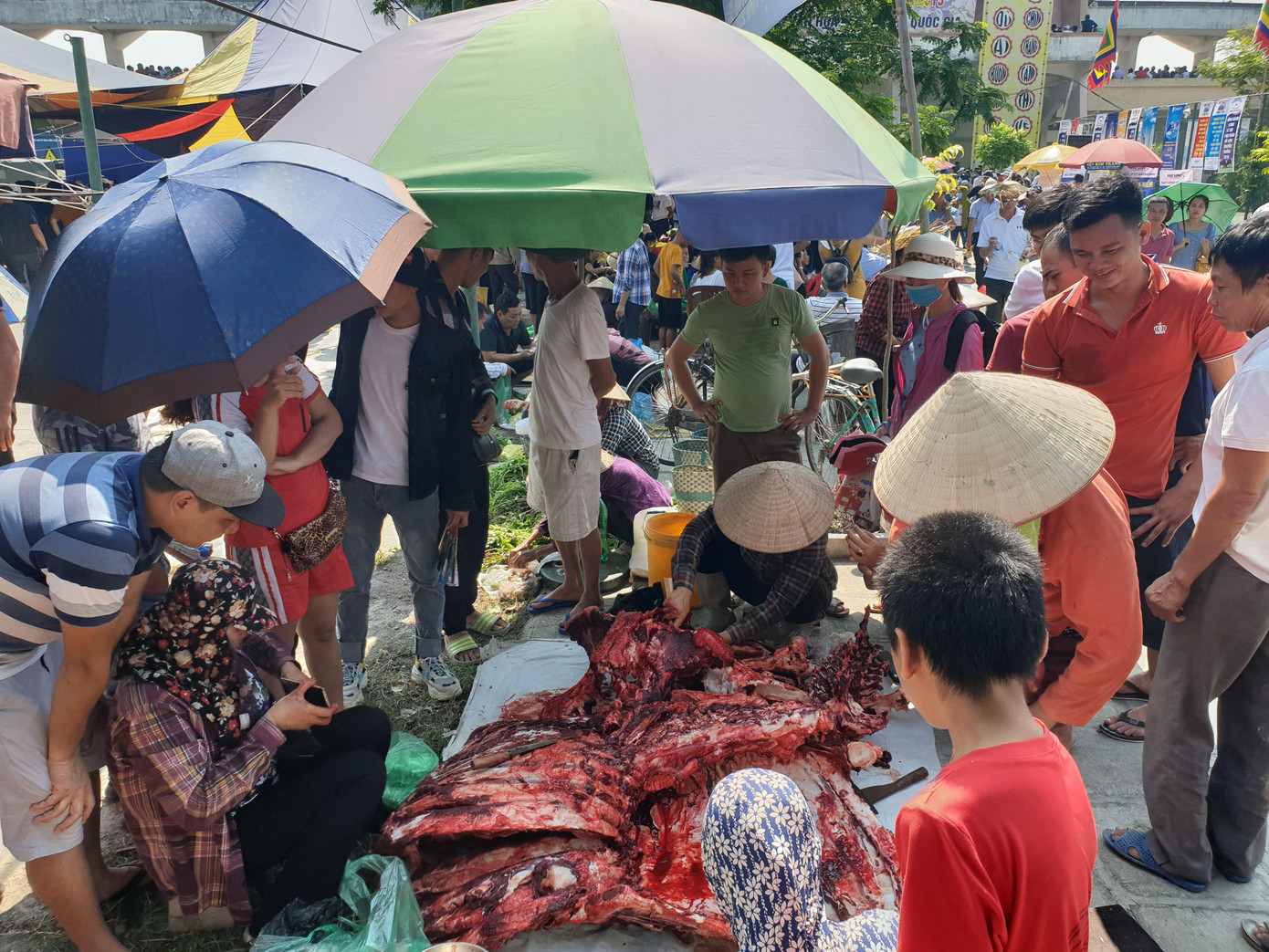 Ngất ngưởng giá thịt trâu chọi Đồ Sơn ảnh 2