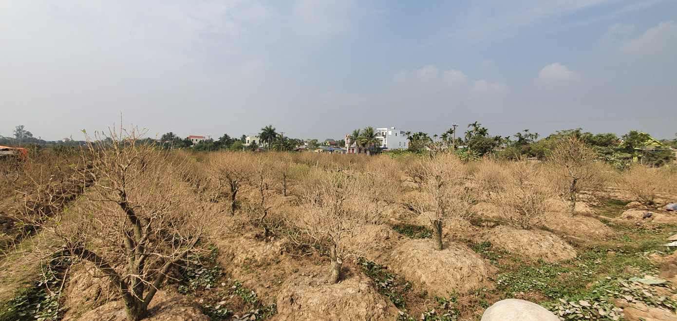 Vụ hơn 1 nghìn gốc đào tết bị bụi phủ trắng xóa: hỗ trợ mỗi cây 50 nghìn đồng ảnh 4