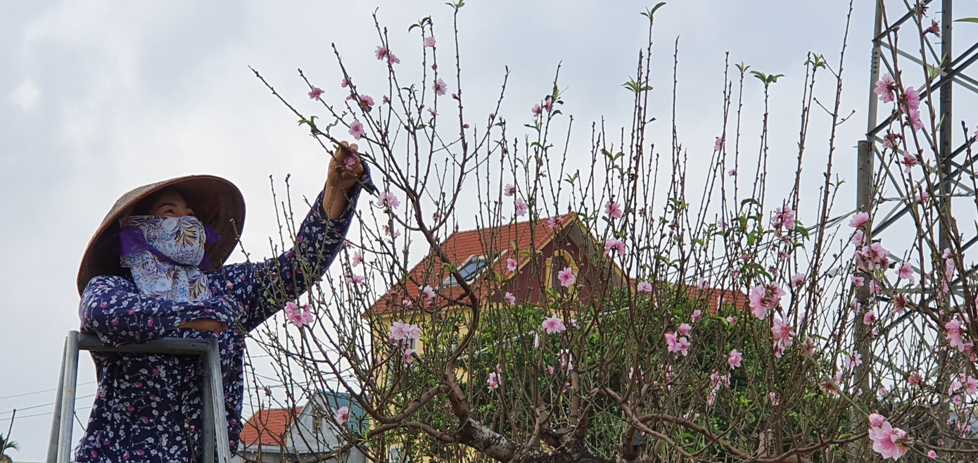 Hàng nghìn gốc đào chưa kịp bán đã nở rộ, nông dân Hải Phòng lo 'mất Tết' ảnh 8