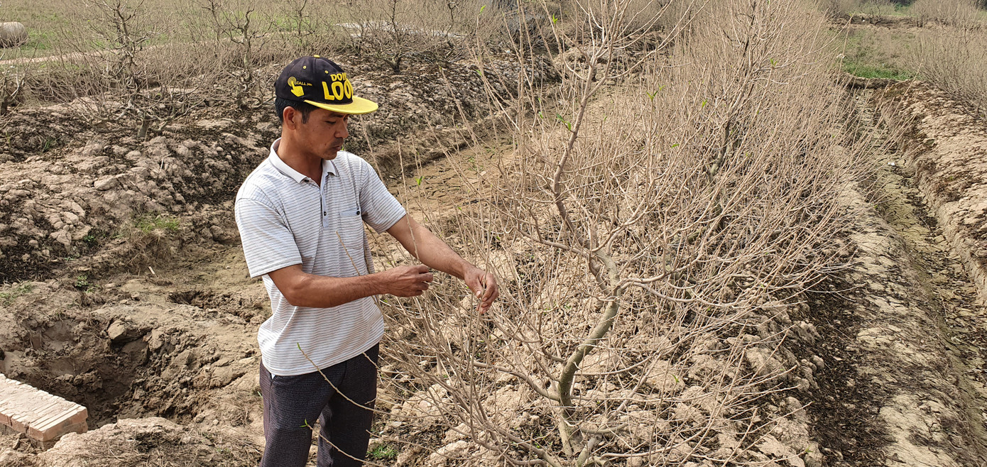 Hàng nghìn gốc đào tết bị bụi phủ trắng xóa vì dự án làm đường ảnh 2