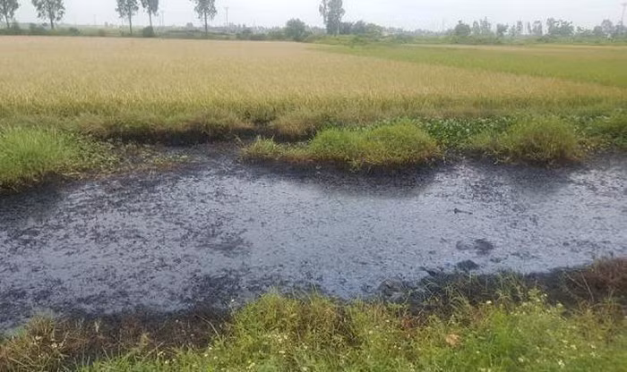 Xác định nghi phạm đổ chất thải độc hại ra mương nước khiến cây cỏ chết cháy ảnh 1