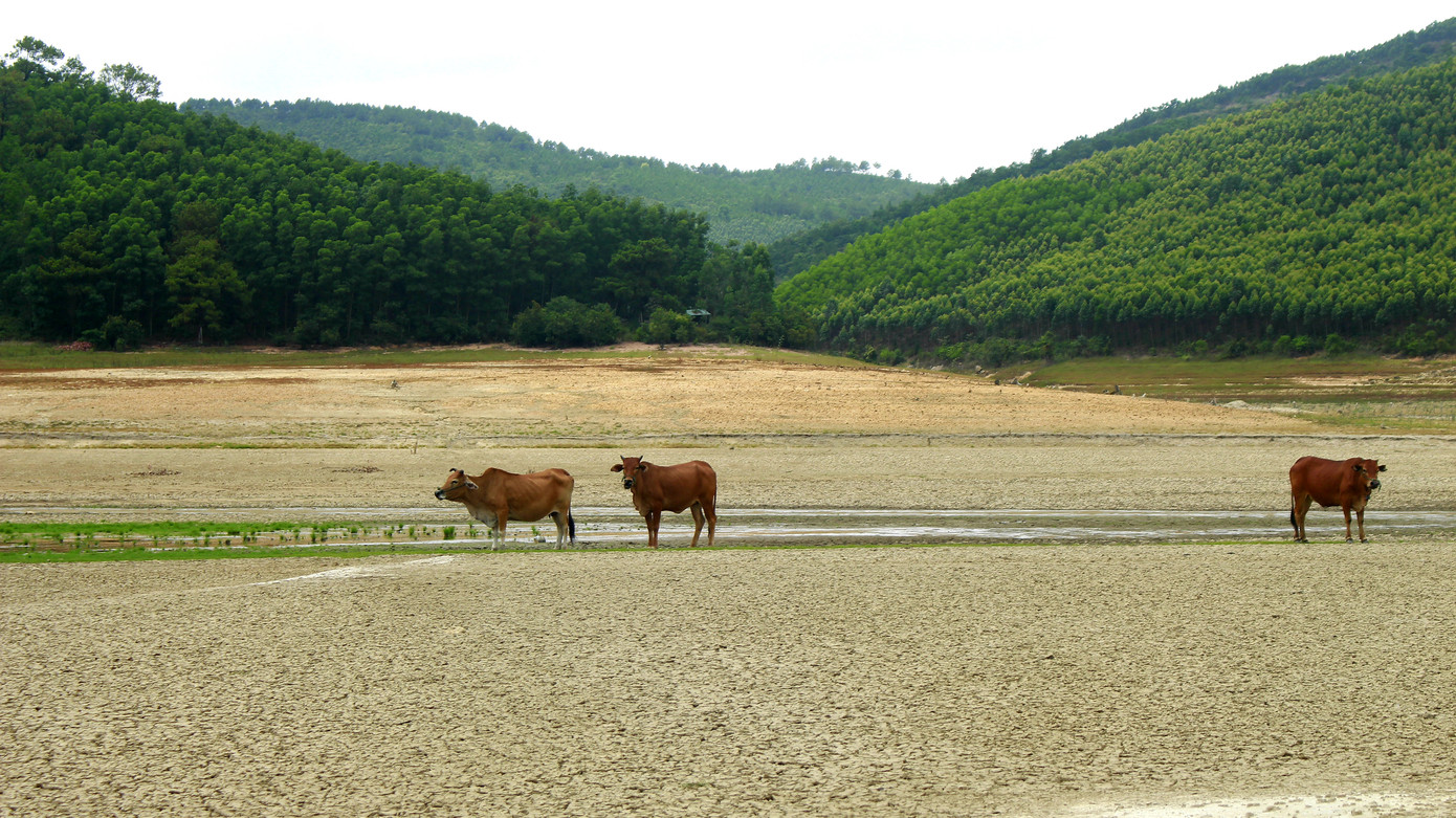 Điều chưa từng xảy ra ở hồ nước ngọt lớn nhất Quảng Ninh: Bò 'dạo chơi' giữa lòng hồ ảnh 2