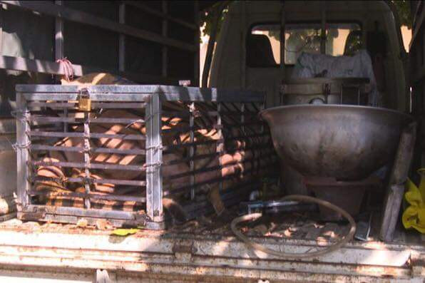 Bắt quả tang 2 đối tượng chở hổ từ Nghệ An về Quảng Ninh để nấu cao ảnh 2