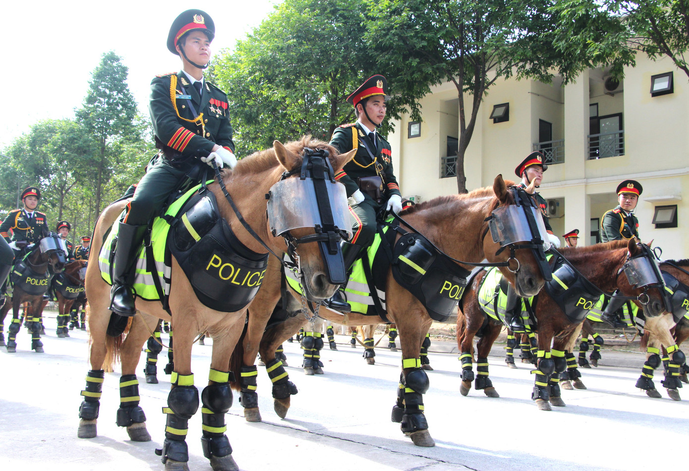 Ngựa nghiệp vụ nặng 300 - 400kg, có nguồn gốc từ Mông Cổ, có thể chịu được các điều kiện thời tiết khắc nghiệt nhất. Ngựa nghiệp vụ nặng 300 - 400kg, có nguồn gốc từ Mông Cổ, có thể chịu được các điều kiện thời tiết khắc nghiệt nhất.